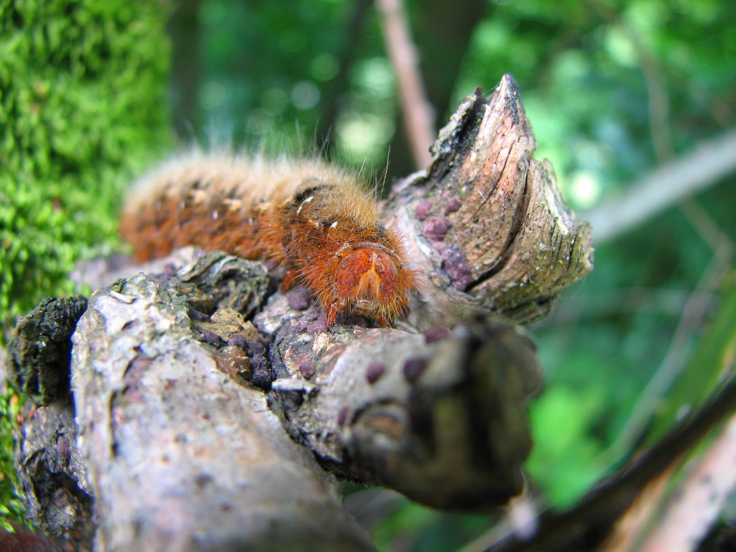 Lepidotteri da identificare nel Parco del Ticino